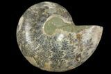 Bargain, Agatized Ammonite Fossil (Half) - Madagascar #111507-1
